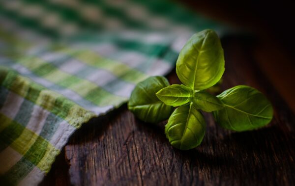 basil, herb, fresh herb, ingredient, seasoning, basil, basil, basil, basil, basil, herb