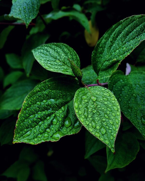 Cleveland Bay Leaves