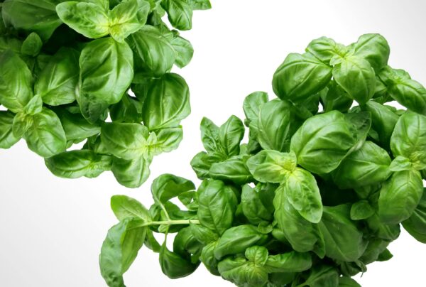 Scottish Basil